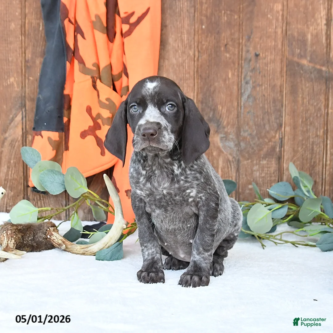 German Shorthaired Pointer dogs for sale: Mocha - Ad 1