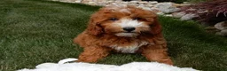Mini Goldendoodle dogs for sale: Jane - Ad 3