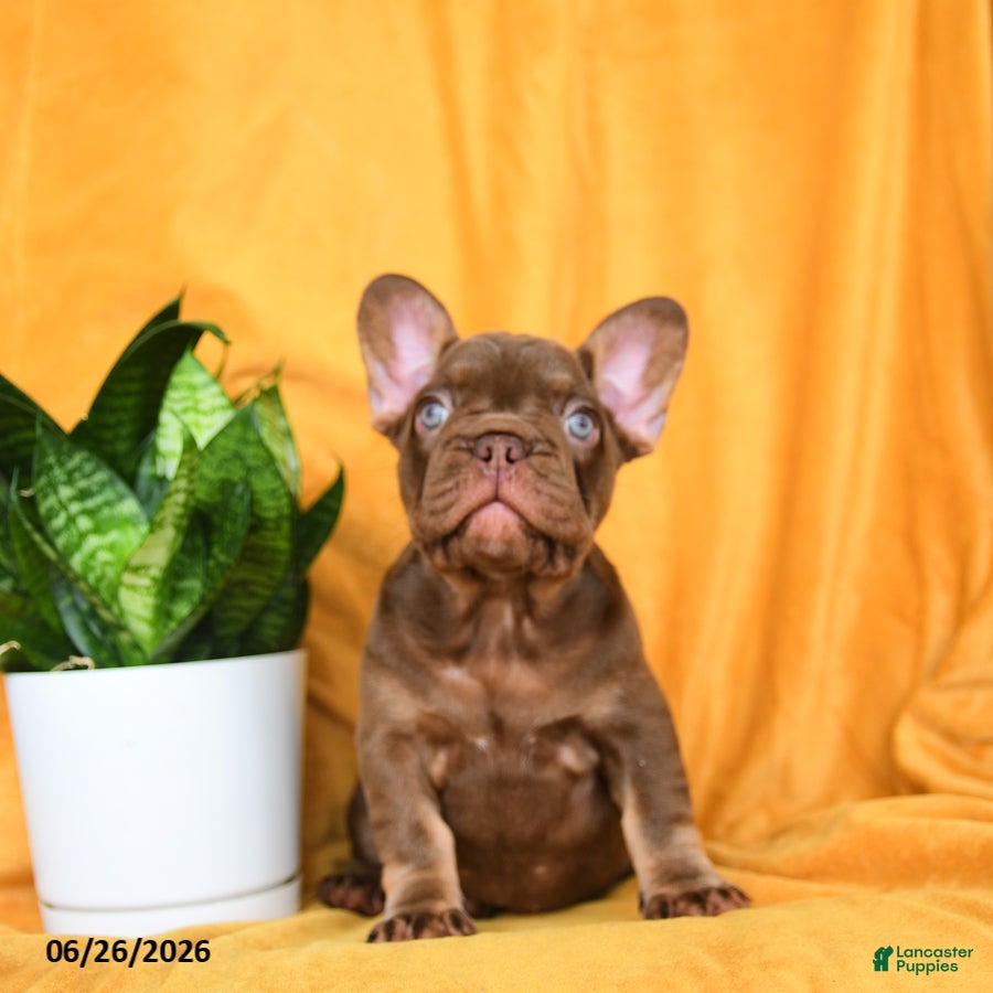 French Bulldog dogs Kona - Ad 2
