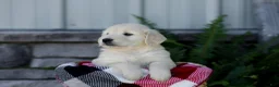 Golden Retriever dogs for sale: Bruno - Ad 6