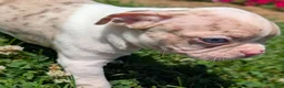 Boston Terrier dogs for sale: Smore - Ad 6
