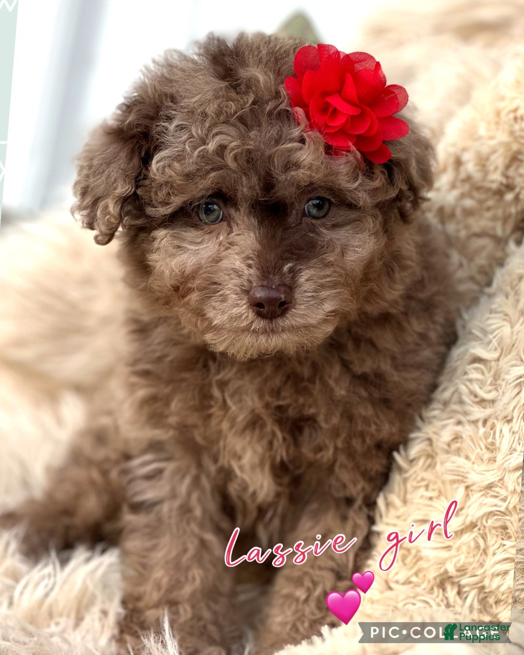 Aussiedoodle dogs for sale: Little Lassie - Ad 2