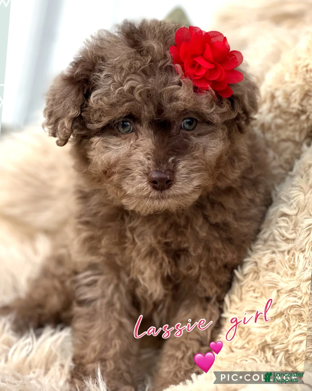 Aussiedoodle dogs for sale: Little Lassie - Ad 2