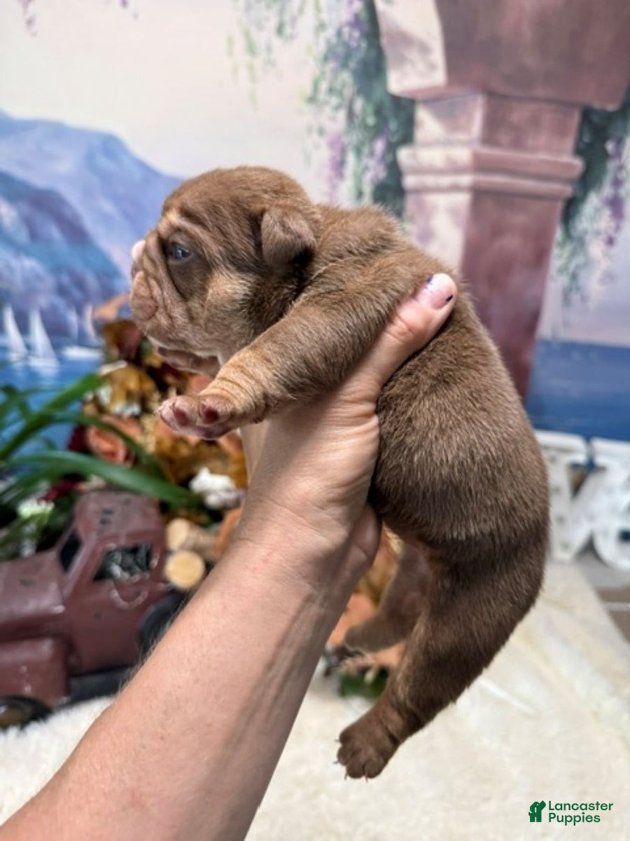 English Bulldog dogs Choc Tri Girl - Ad 2