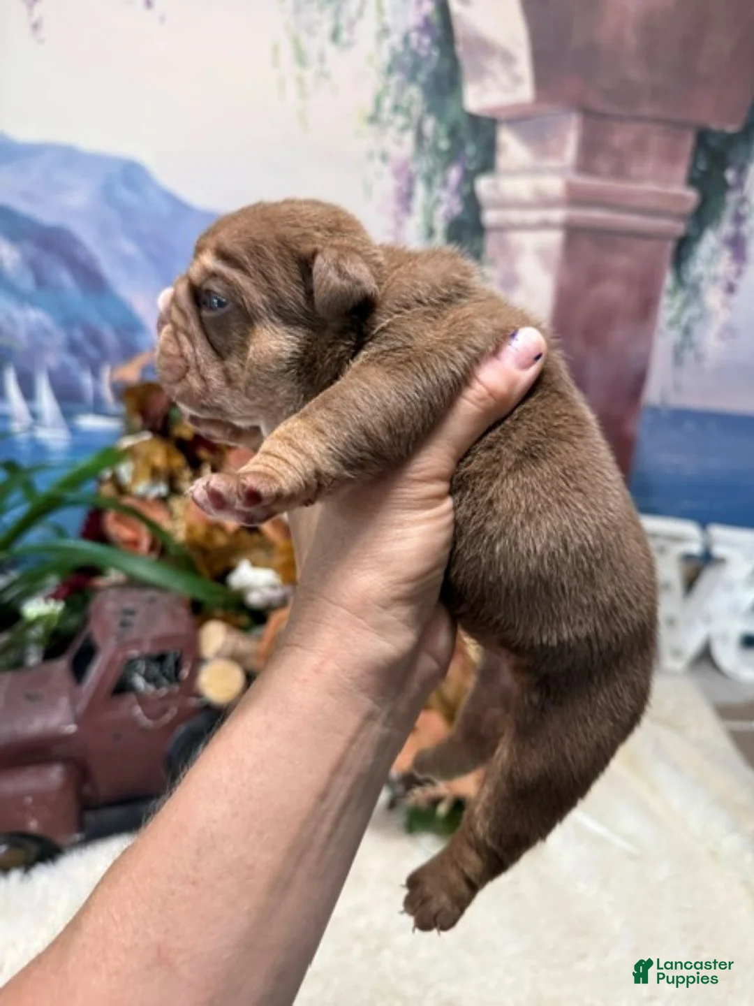 English Bulldog dogs for sale: Choc Tri Girl - Ad 2