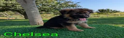 German Shepherd dogs for sale: Chelsea - Ad 1
