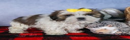Shih Tzu dogs for sale: MICKEY - Ad 5