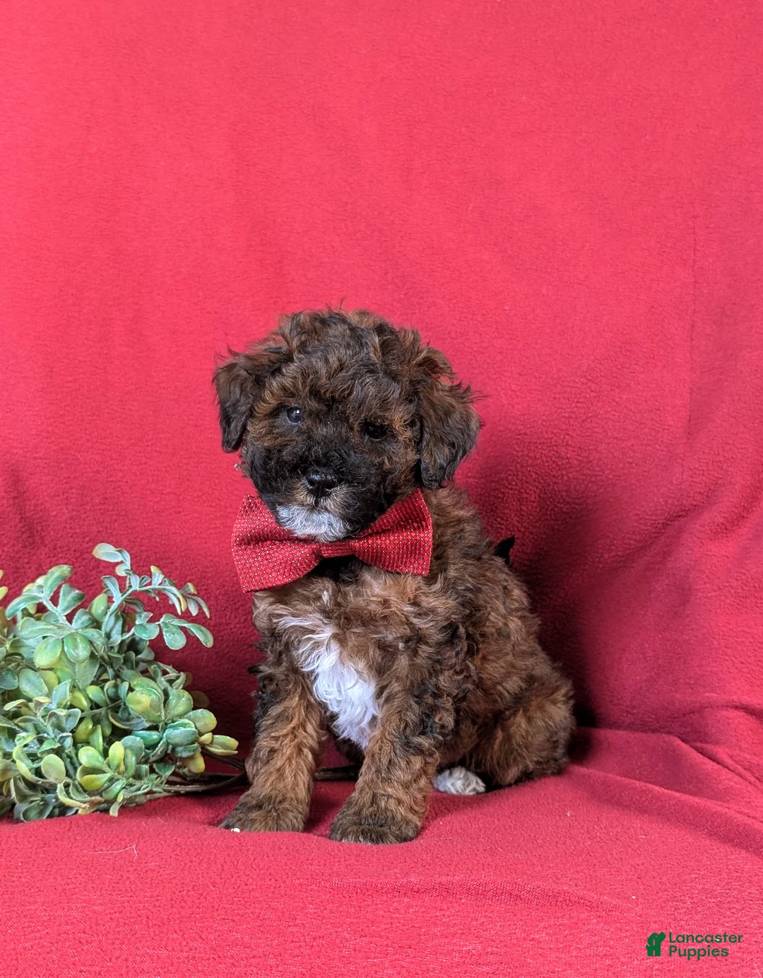 Lhasapoo dogs for sale: Huntingdon Hypoallergenic - Ad 1
