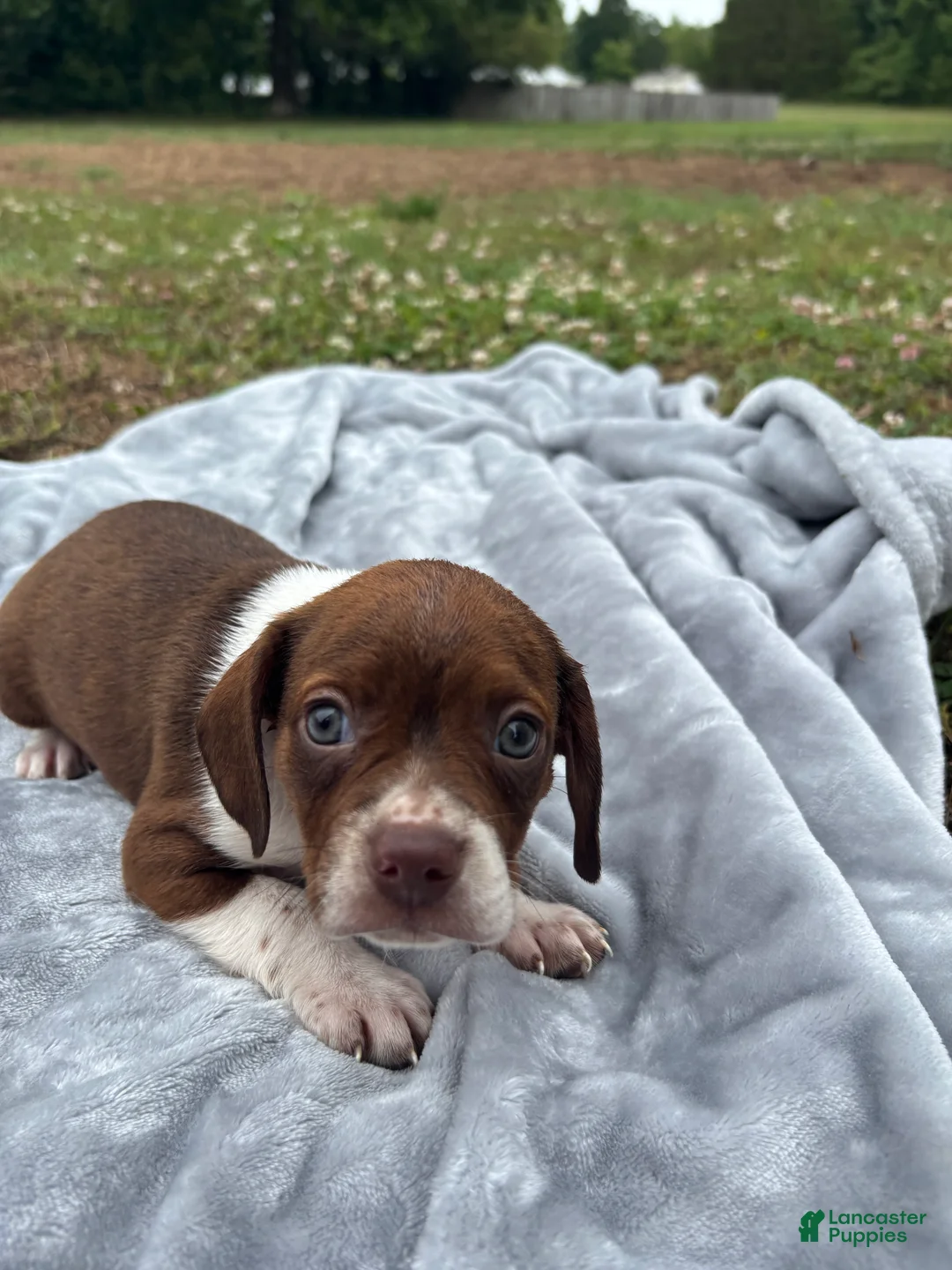 Mixed Breed dogs for sale: June - Ad 2