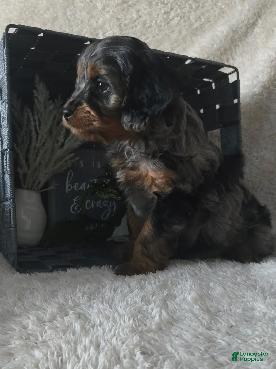 Cavapoo dogs for sale: Rocky - Ad 5