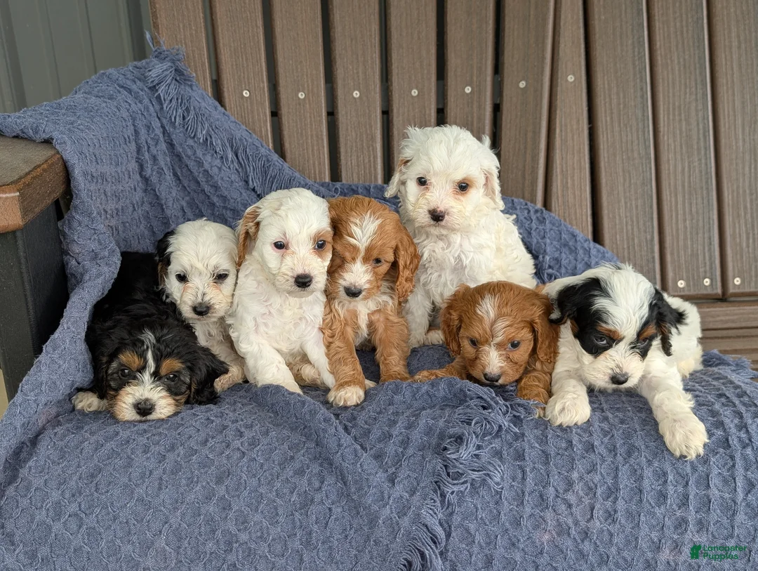 Cavapoo dogs for sale: Francesca  - Ad 6