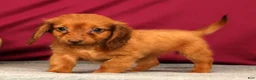 Miniature Dachshund dogs for sale: Sonya - Ad 4