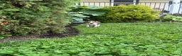 Beagle dogs for sale: Shenandoah - Ad 4