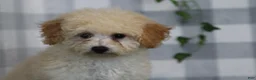 Bichpoo dogs for sale: Luna - Ad 3