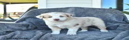 Miniature Australian Shepherd dogs for sale: Claire - Ad 2