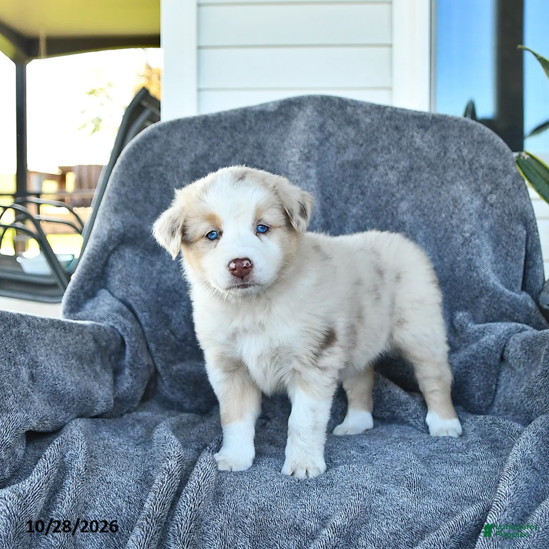Miniature Australian Shepherd dogs for sale: Claire - Ad 2
