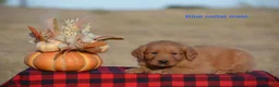 Golden Retriever dogs for sale: Kyle - Ad 2