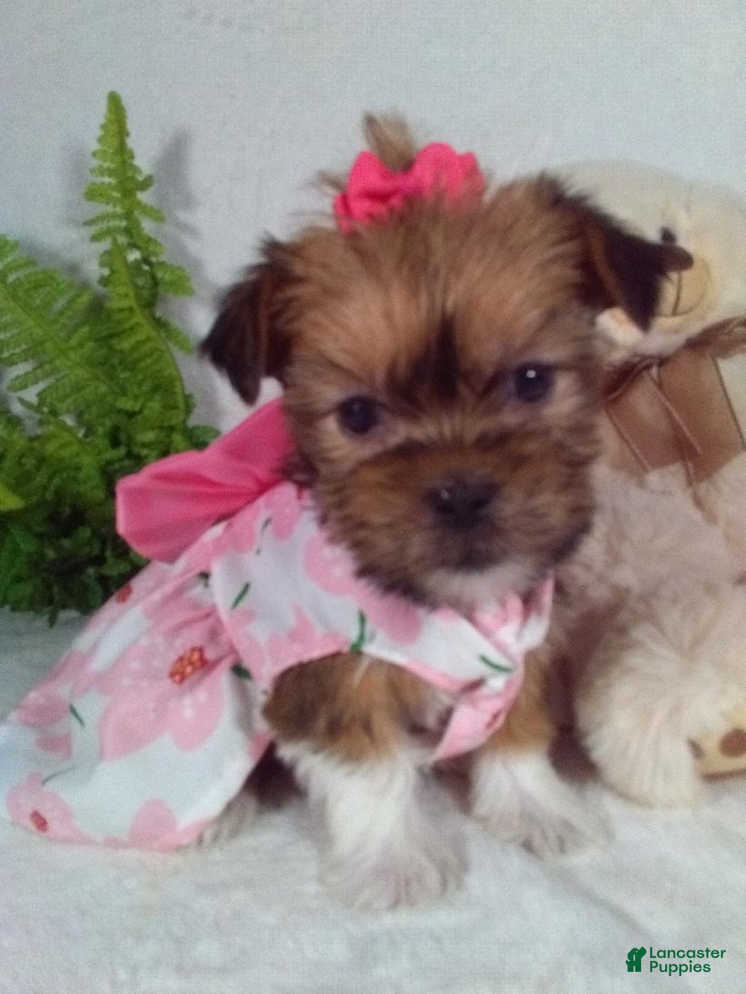 Shorkie dogs for sale: Gracie - Ad 2