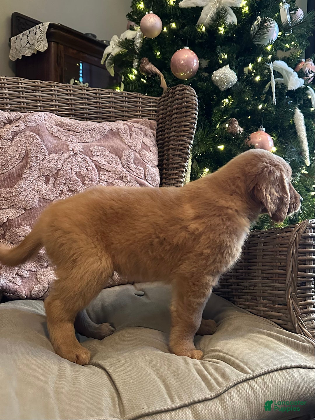 Golden Retriever dogs for sale: Golden Retriever Dark Pink Girl - Ad 24