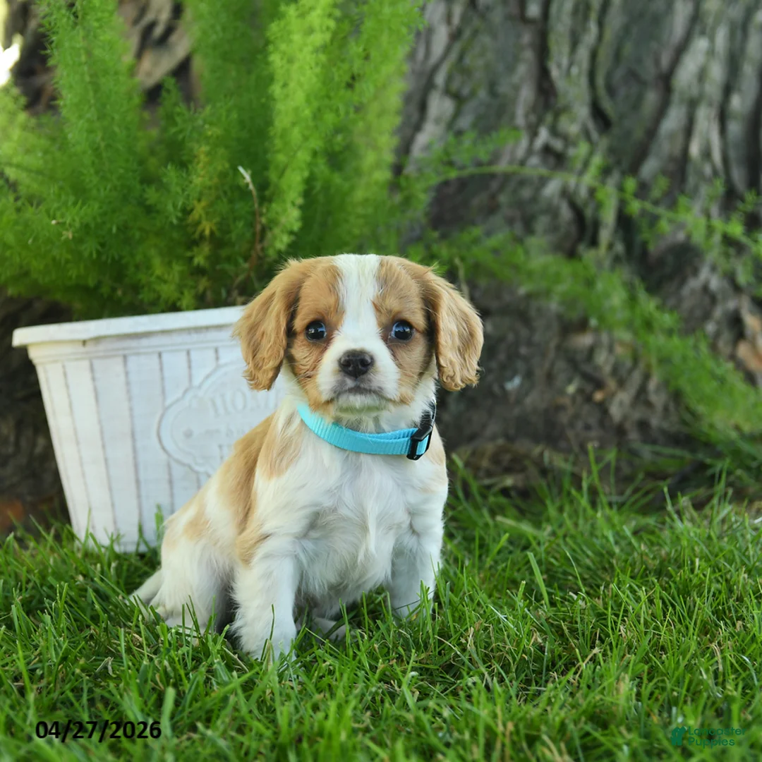 Cavalier King Charles Spaniel dogs for sale: Franklin - Ad 2