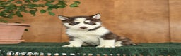 Siberian Husky dogs for sale: Archie - Ad 3