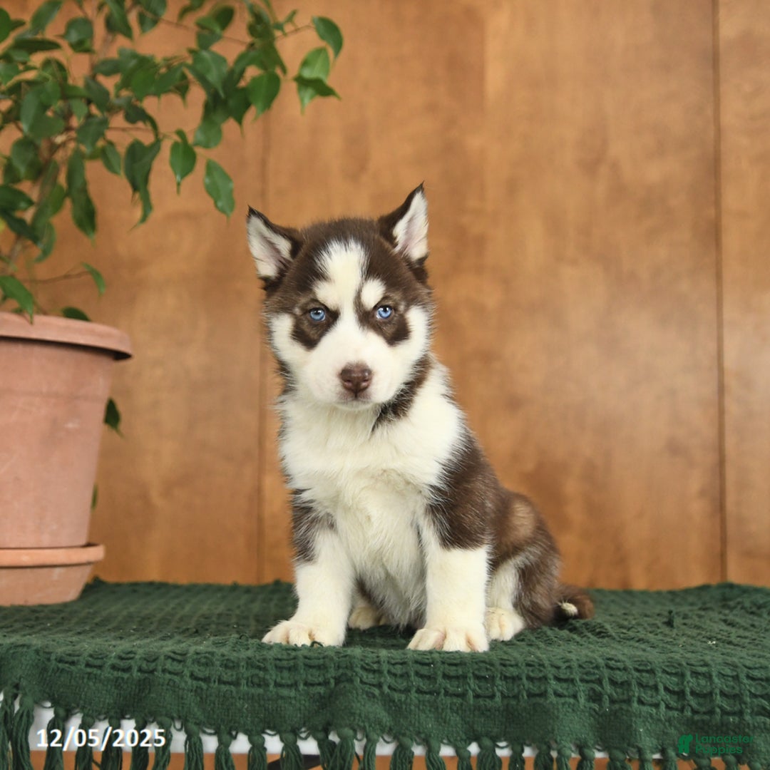 Siberian Husky dogs for sale: Archie - Ad 3