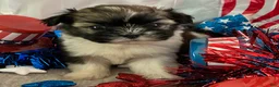 Shih Tzu dogs for sale: Nico - Ad 6