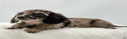 Dachshund dogs for sale: Zelda  - Ad 2
