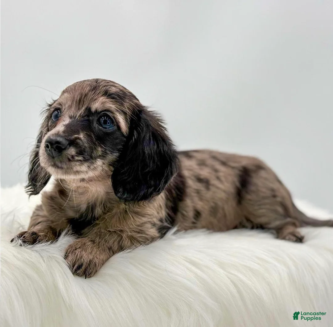 Dachshund dogs for sale: Zelda  - Ad 2