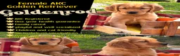 Golden Retriever dogs for sale: Goldenrod  - Ad 2