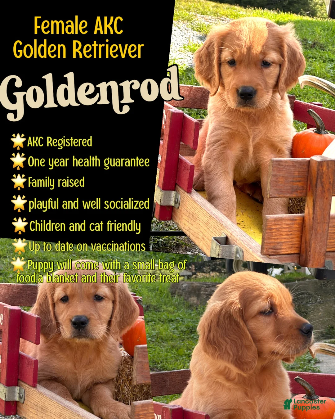 Golden Retriever dogs for sale: Goldenrod  - Ad 2
