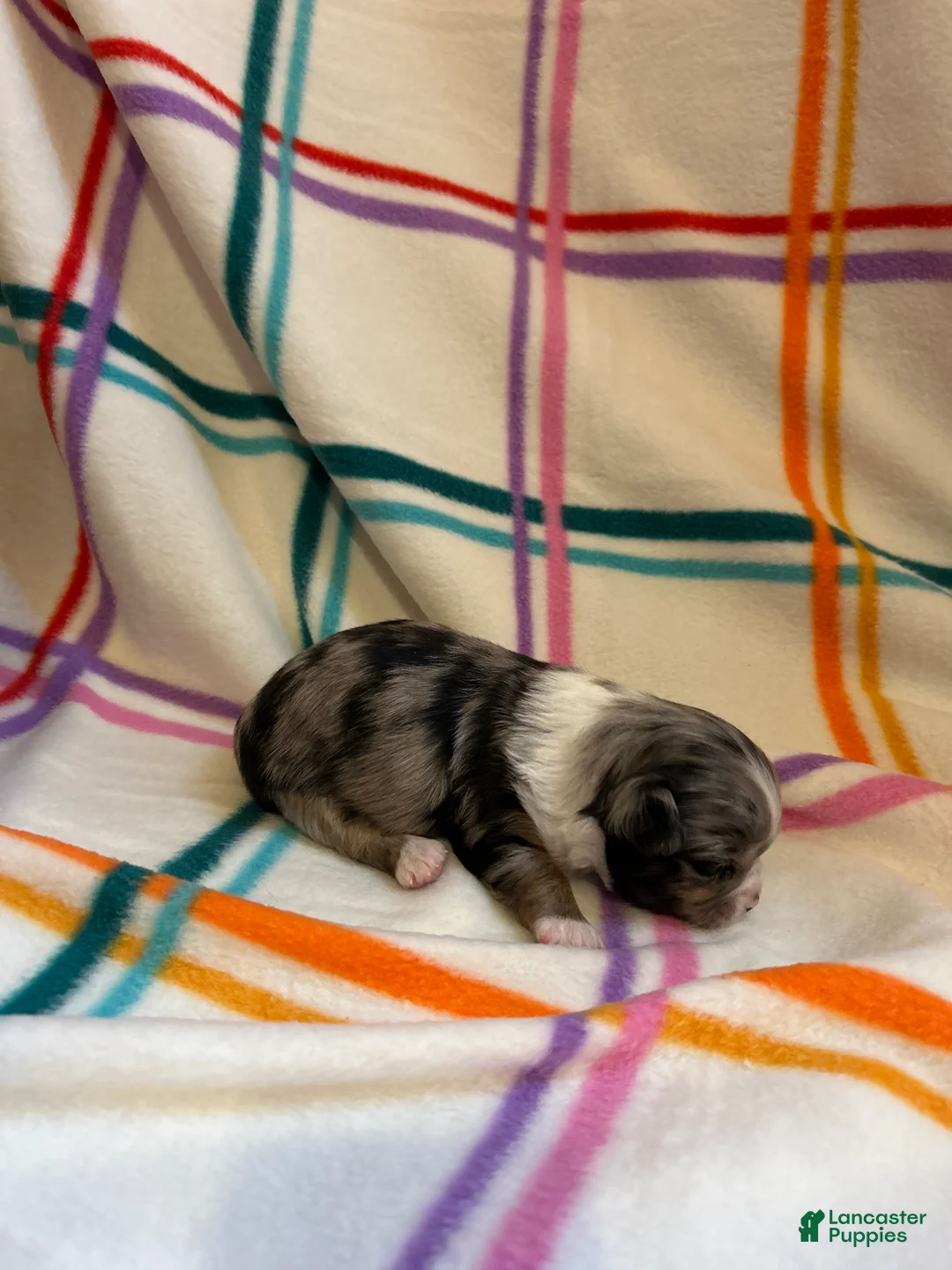 Chihuahua dogs for sale: Chihuahua Puppy 1 - Ad 2