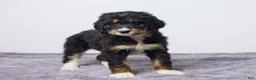 Bernedoodle dogs for sale: Kaya - Ad 3