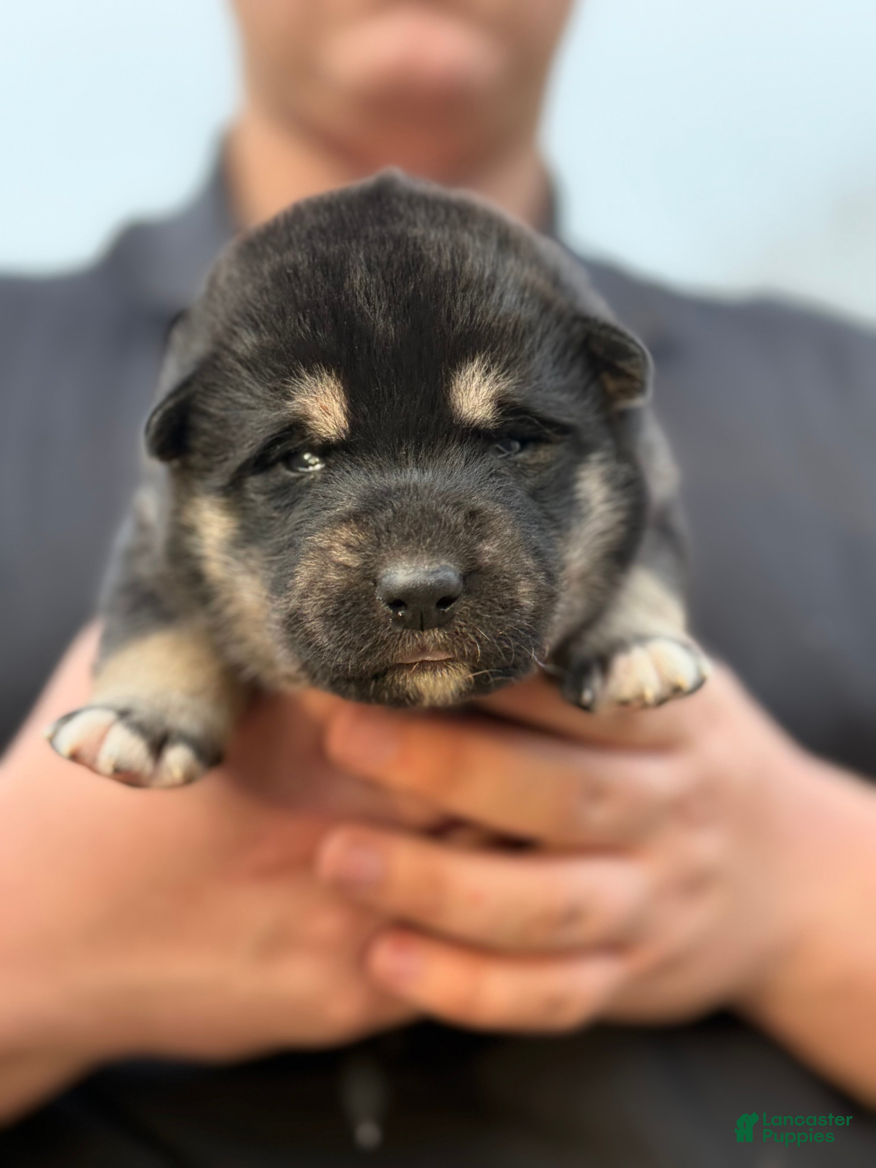 Gerberian Shepsky dogs Purple - Ad 1