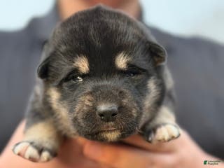 Gerberian Shepsky dogs Purple - Ad 1