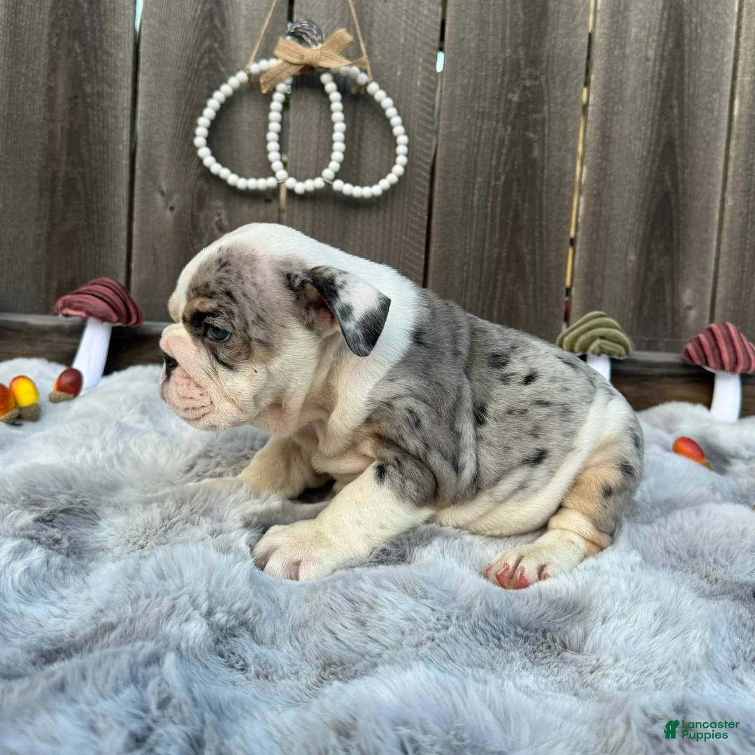 English Bulldog dogs for sale: Goretti - Ad 2
