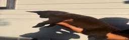Belgian Malinois dogs for sale: Black collar - Ad 2