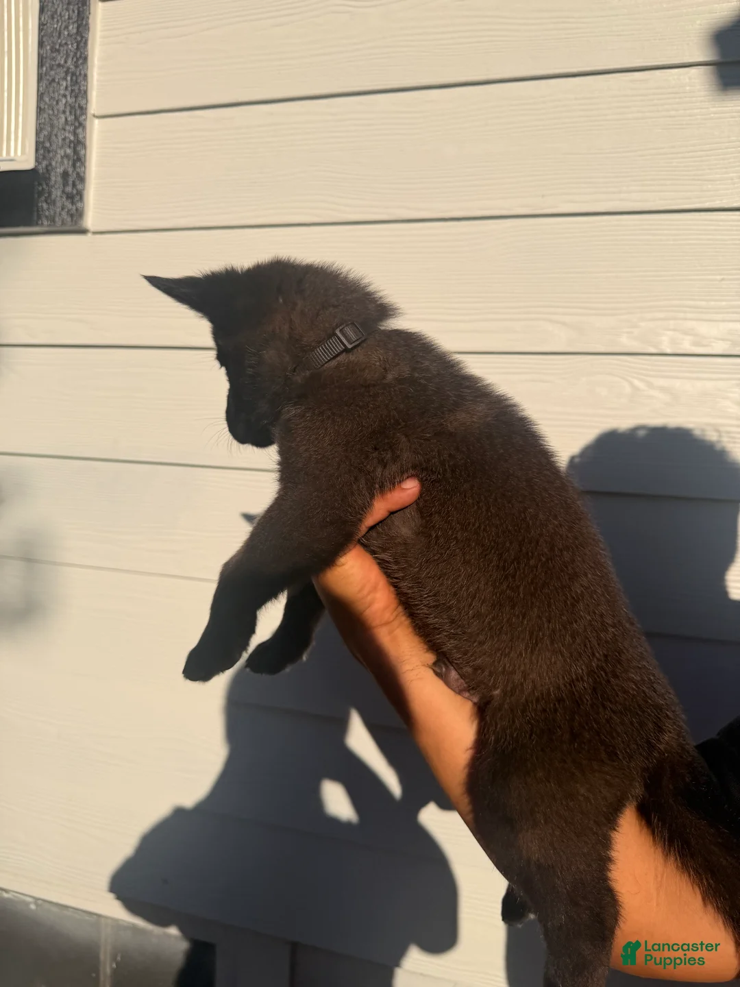 Belgian Malinois dogs for sale: Black collar - Ad 2