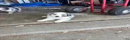 Australian Shepherd dogs for sale: Australian Shepherd 1 - Ad 3