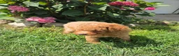 Miniature Poodle dogs for sale: Zera - Ad 7