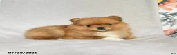 Pomeranian dogs for sale: Brian - Ad 3
