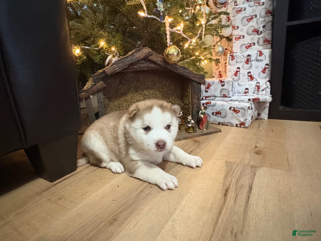 Mixed Breed dogs for sale: David - Ad 8