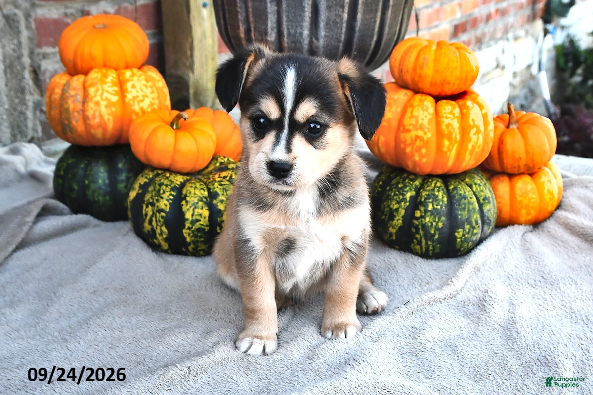 Mixed Breed dogs Skipper - Ad 1