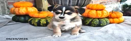 Mixed Breed dogs for sale: Skipper - Ad 1