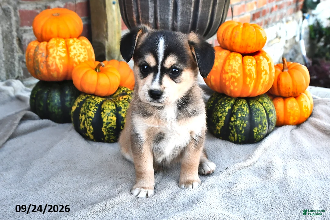 Mixed Breed dogs for sale: Skipper - Ad 1