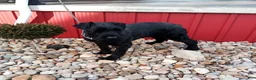 Giant Schnauzer dogs for sale: Kaylie - Ad 8