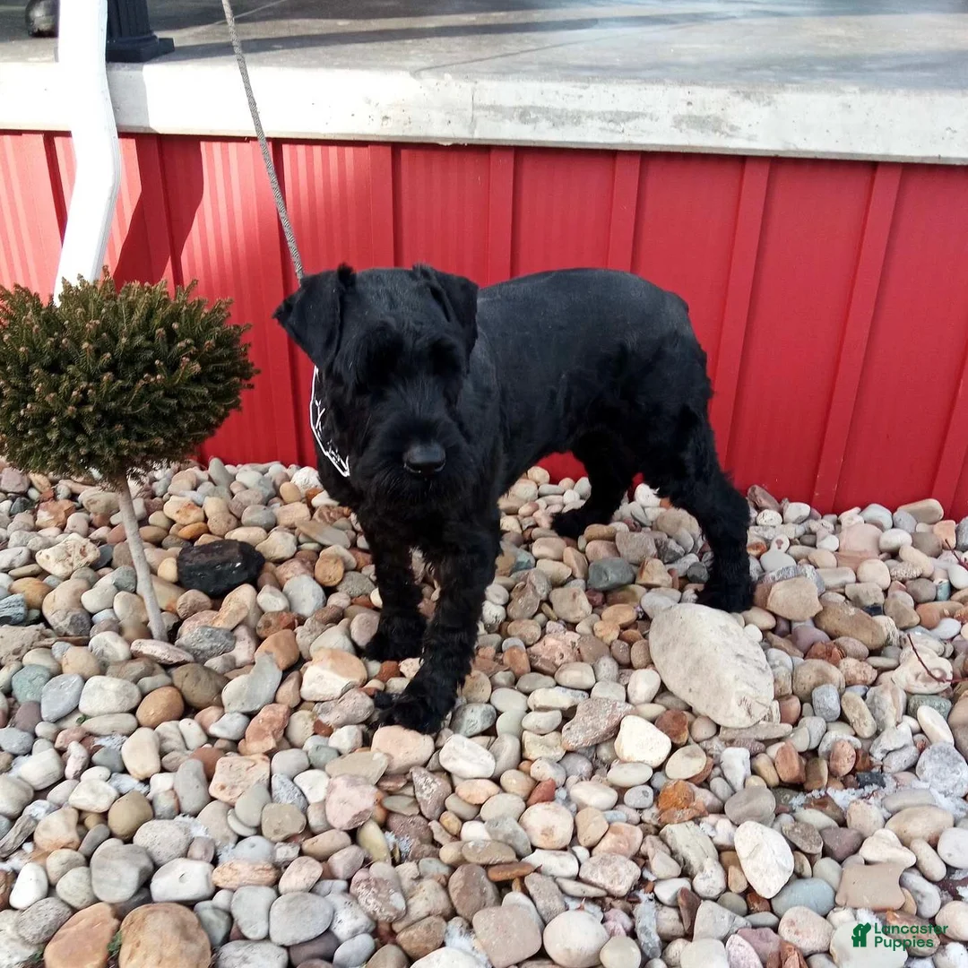 Giant Schnauzer dogs for sale: Kaylie - Ad 8