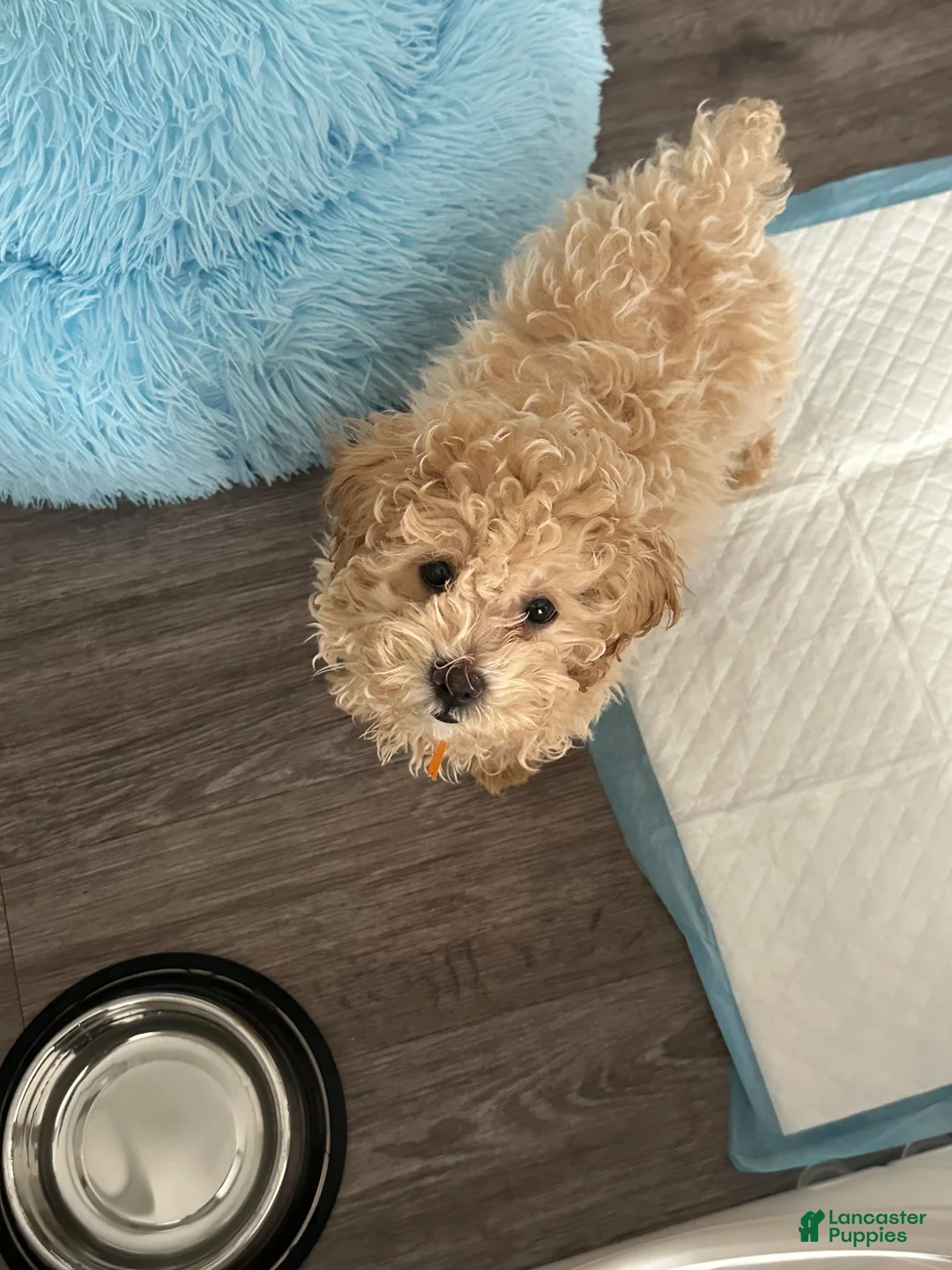 Toy Poodle dogs for sale: Toy Poodle Puppy 1 - Ad 3