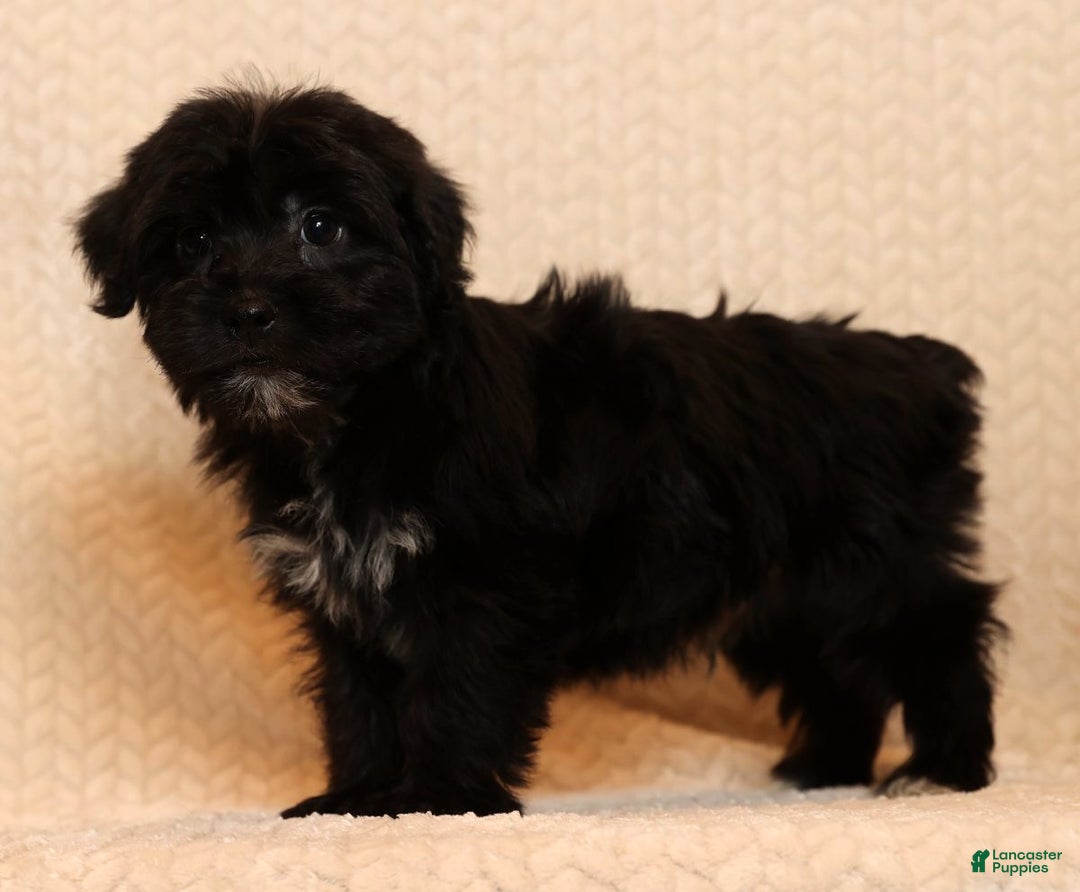 Yochon dogs for sale: Charlie - Ad 4