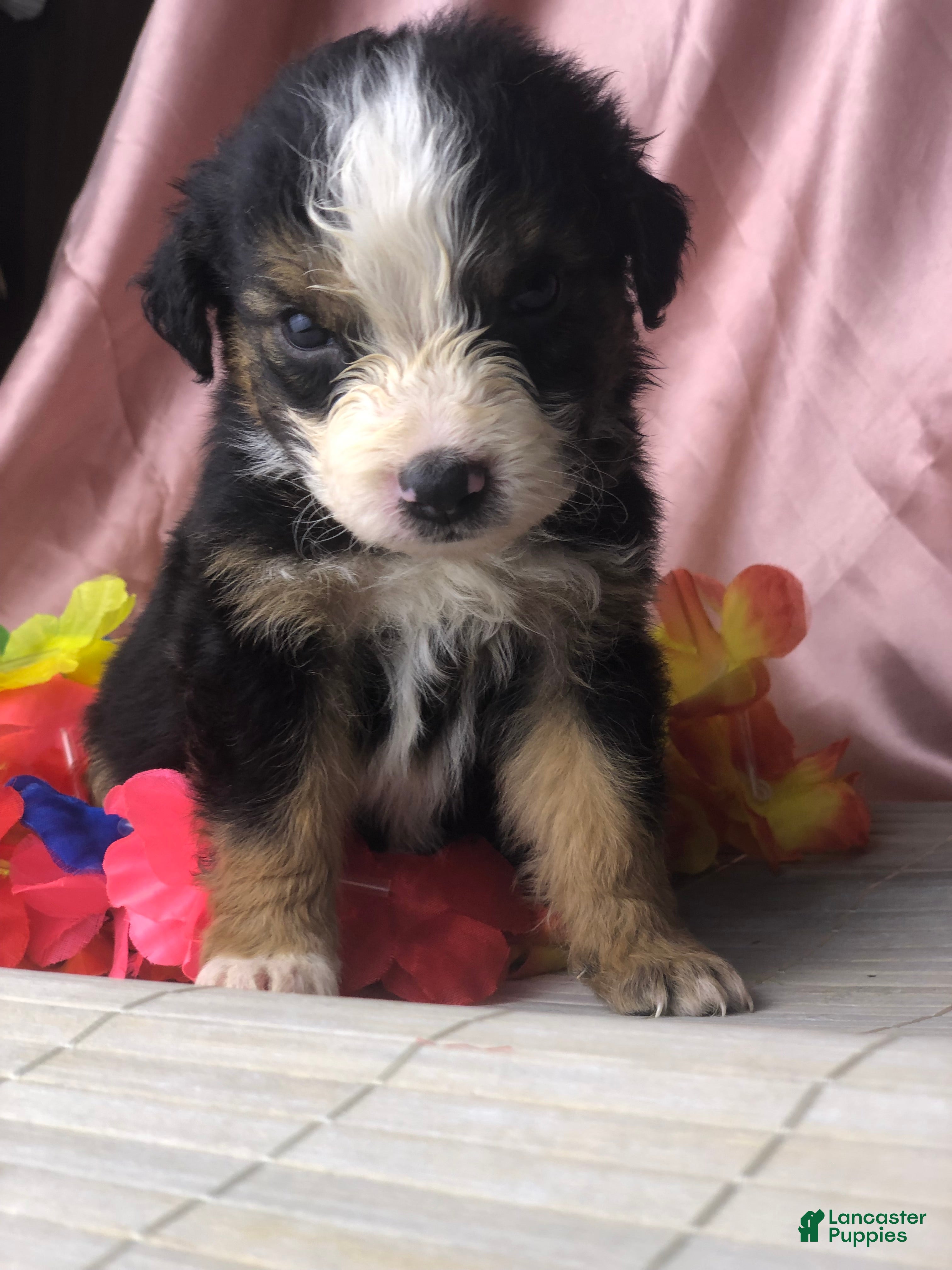 Australian Shepherd dogs Black tri Australian Shepherd 4 (male) - Ad 6
